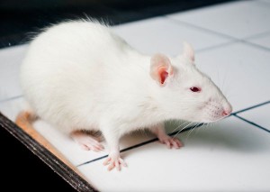 A close up of a white mouse